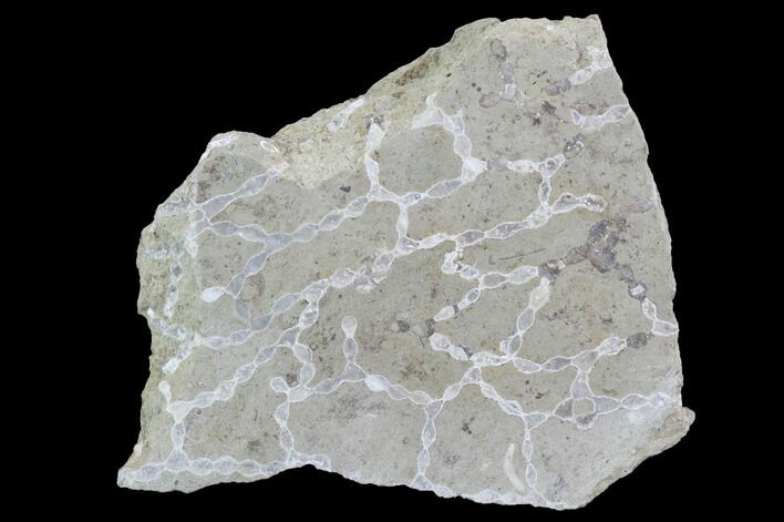 Polished Fossil Chain Coral (Catenipora) - Estonia #91860